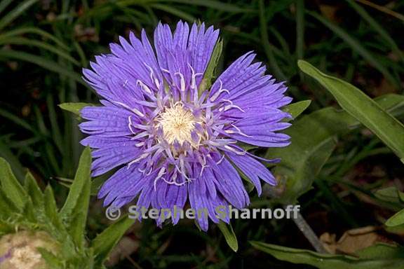 stokesia laevis 2 graphic